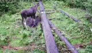 Иллюстрация 1