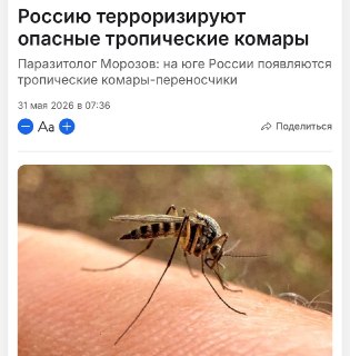 В России распространяются опасные виды тропических комаров