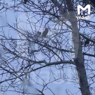 Иллюстрация 1