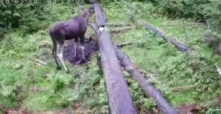 В лесах Ленинградской области насчитали более 3 тысяч медведей