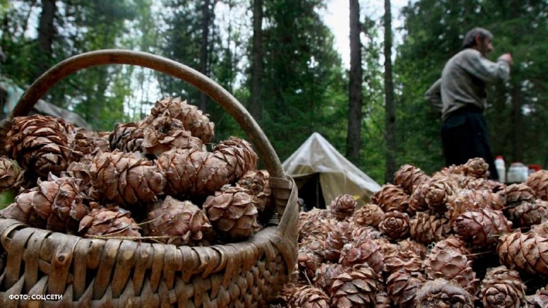 В России набирает обороты нелегальный бизнес на сборе кедровых шишек