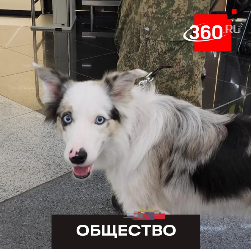 В Шереметьево на службу в таможню приняли служебную собаку Мию