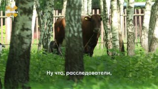 SHOT ПРОВЕРКА: результаты тестирования бюджетного молока из сетевых магазинов