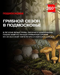 В Подмосковье начался сезон сбора опят и белых грибов