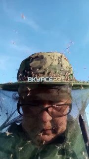 В России не подтвердились слухи о «комарином апокалипсисе»