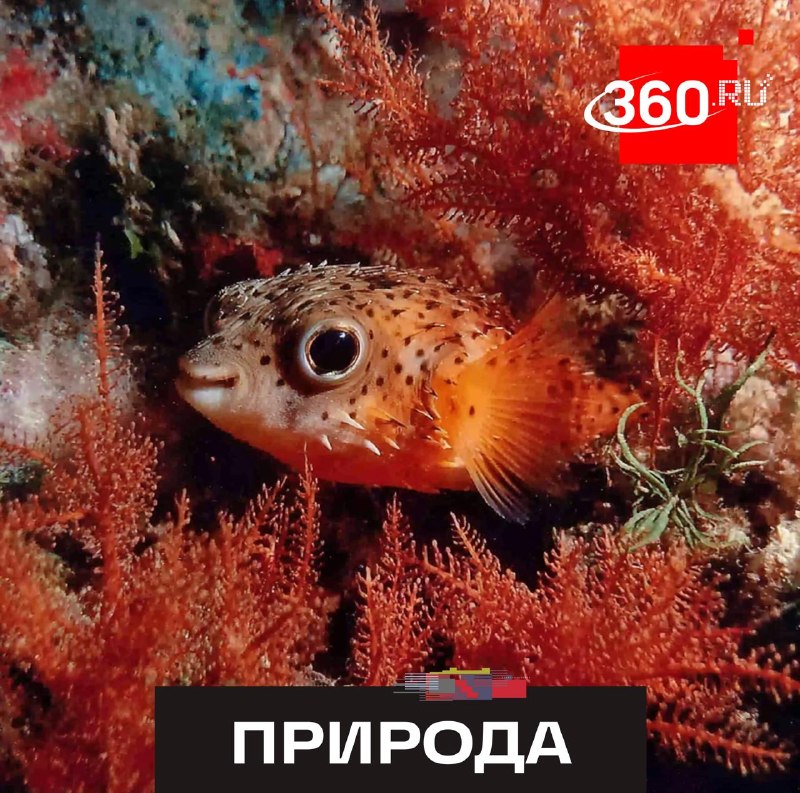Ученые открыли новый вид рыб и назвали его в честь героя «Улицы Сезам»