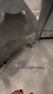 Еноты — созависимые питомцы: они не терпят одиночества