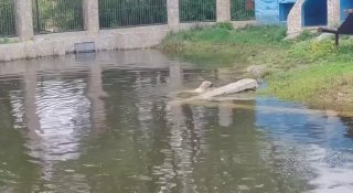 В Омской области открылся купальный сезон для белого медведя Думки
