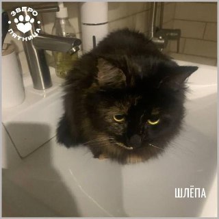 Иллюстрация 4