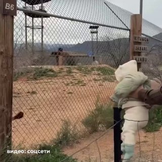 Мужа блогерши Карины Каспарянц раскритиковали за опасное видео с дочерью в зоопарке