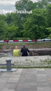 Потеплело. Кошки начали выгуливать своих петербуржцев.