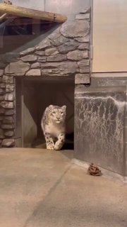 Снежный барс из японского зоопарка осознал существование более крупных кошек