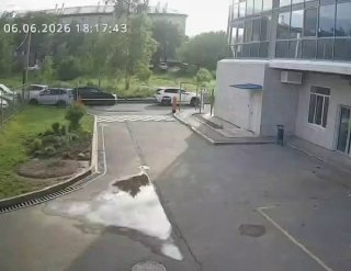 В Приморье к жилым домам в городе Артем выбежал дикий кабан