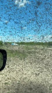 В Бурятии рой комаров атакует автомобили на озере Щучье