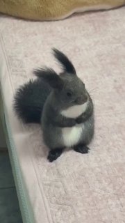 О серой эдзо-белке на острове Хоккайдо