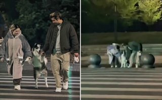 В сети показали видео с «самой счастливой собакой»