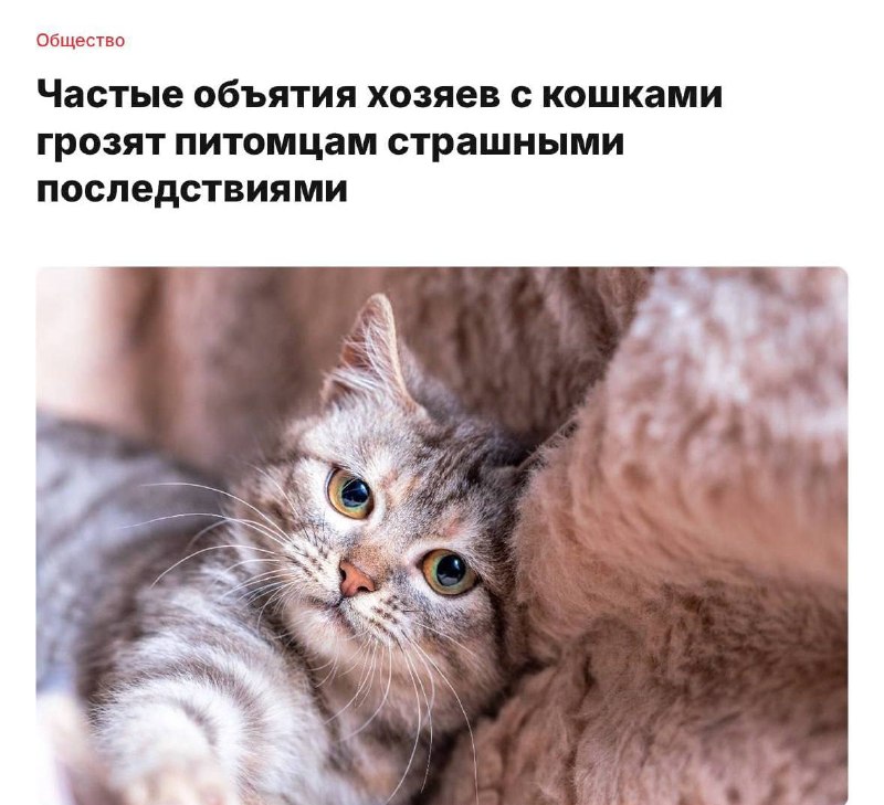 Ветеринары предупредили о риске развития депрессии у кошек из-за чрезмерных объятий