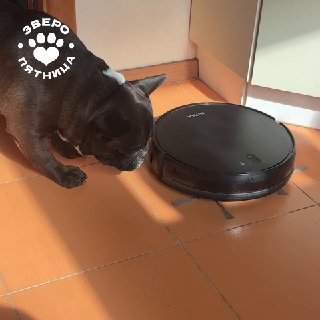 В День рождения пылесоса предлагается делиться забавными впечатлениями