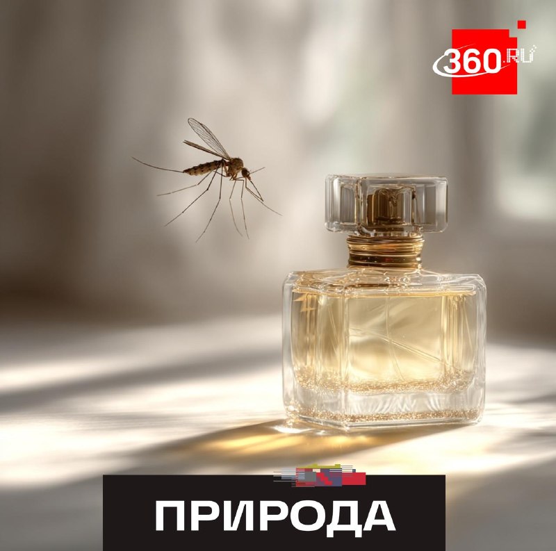 Биолог объяснил, какие ароматы парфюма привлекают комаров