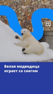 В Ленинградском зоопарке установили льдогенератор для белой медведицы Хаарчааны