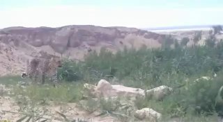 В Казахстане засняли редкого переднеазиатского леопарда