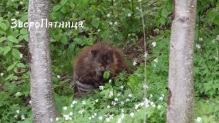 У бобров есть специальный «гребенчатый» коготь для ухода за мехом