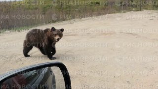 Под Магаданом на трассе поселился медведь, выпрашивающий еду у водителей