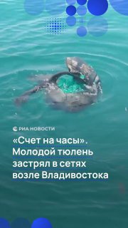 В бухте у Владивостока молодой сивуч запутался в сетях