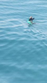 Во Владивостоке тюлень запутался в рыболовной сети
