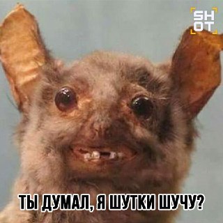 В квартире на западе Москвы летучая мышь напала на кошку