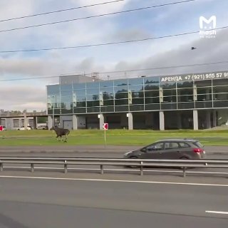 Нашествие лосей на Санкт-Петербург: почему животные всё чаще заходят в город