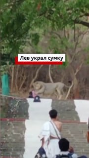 В Западной Индии лев украл сумку у посетителя храма
