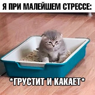 Молодые россияне начали страдать от синдрома раздражённого кишечника из-за стресса и тревоги