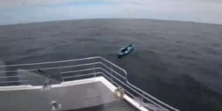 Туристический катер спас собаку, унесенную в Северное море на байдарке