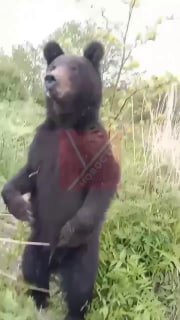 Вирусное видео: рыбак из Углегорска встретил медведя после рыбалки