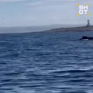У берегов Мурманской области спасли горбатого кита, застрявшего в сетях