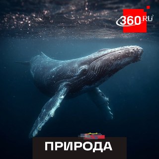 В Териберке спасли горбатого кита, попавшего в сети