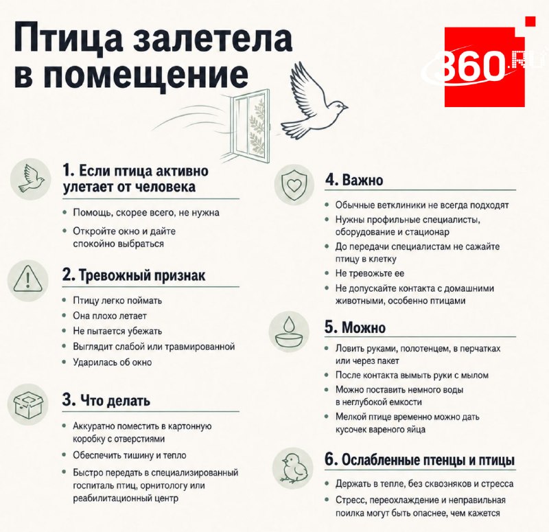 Как помочь раненой птице, попавшей в дом: советы орнитолога