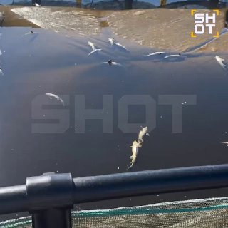 В Тверской области из-за жары погибли редкие осетровые рыбы, ущерб составил 30 млн рублей
