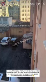 В Петербурге засняли «Голодные игры» среди птиц
