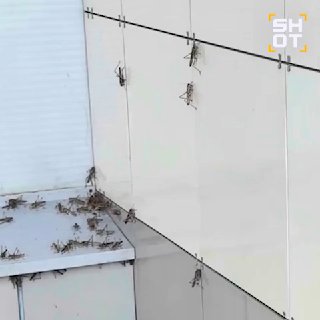 В Астрахани началось нашествие кузнечиков