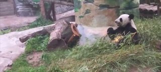 Панда Диндин из Московского зоопарка определилась с планом на воскресенье