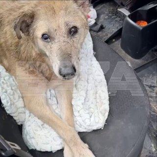 В Тверской области при пожаре в приюте погибли 19 собак
