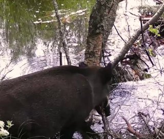 🐗Семейка кабанчиков устроила водные процедуры в речке в Ленобласти