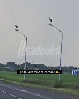 Белорусские аисты пробуют себя в роли ГАИшников