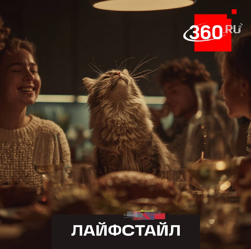 Врач предупредил об опасности подкармливания домашних кошек едой со стола