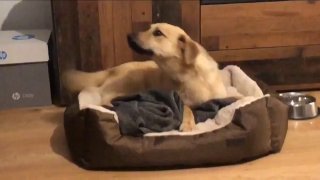 Счастливый щенок не может уснуть в новом доме после усыновления