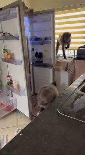 Банда бабуинов ворвалась в дом к женщине в Намибии в поисках еды