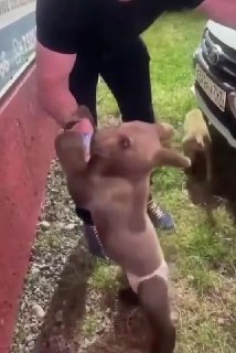 Полиция Ингушетии не нашла нарушений в кормлении медвежонка