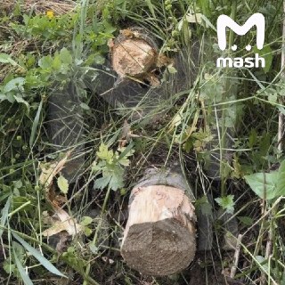 Сточные трубы на участке Ларисы Долиной в Подмосковье будут под регулярным контролем инспекторов